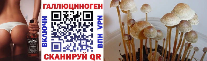 Галлюциногенные грибы Cubensis  наркота  Ак-Довурак 